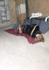 Lucy taped in the barn