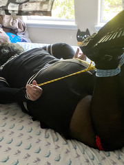 Hufflepuff Hogtied
